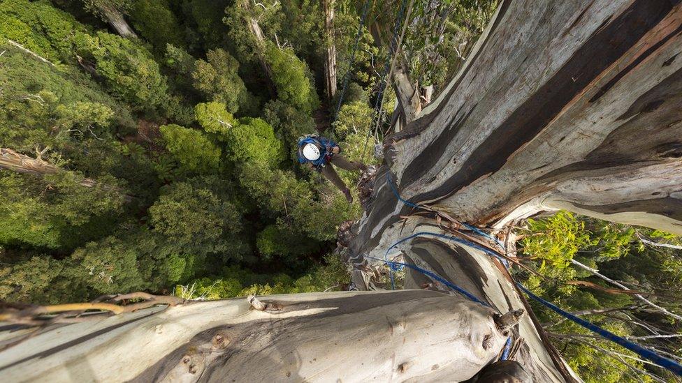 Photo of the world's tallest trees, the eucalyptus regnans.