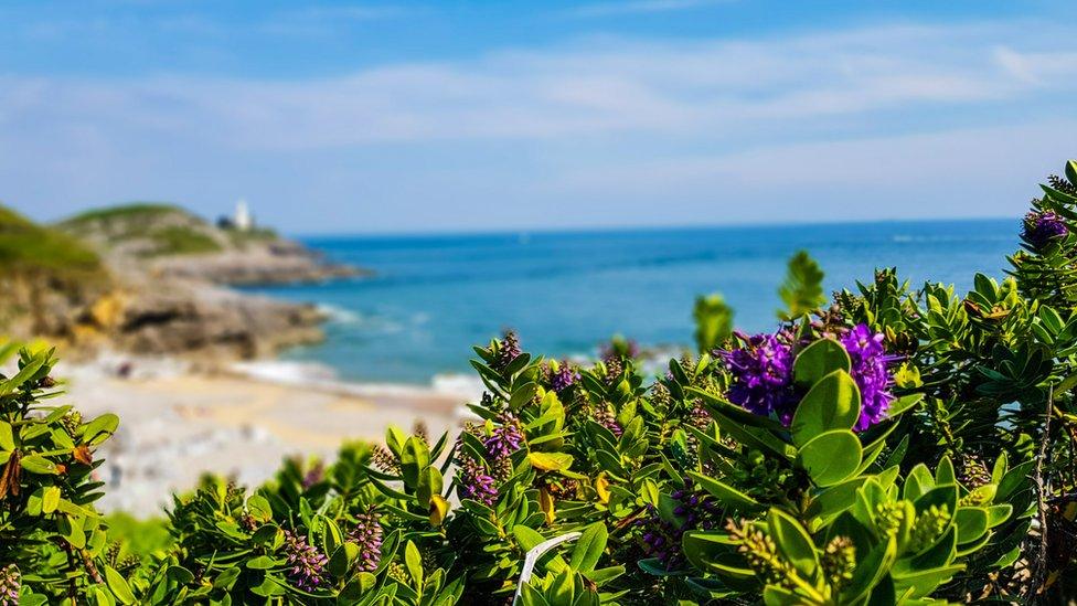 Tropical scene looks more like the Med but it is actually the view towards Mumbles Lighthouse