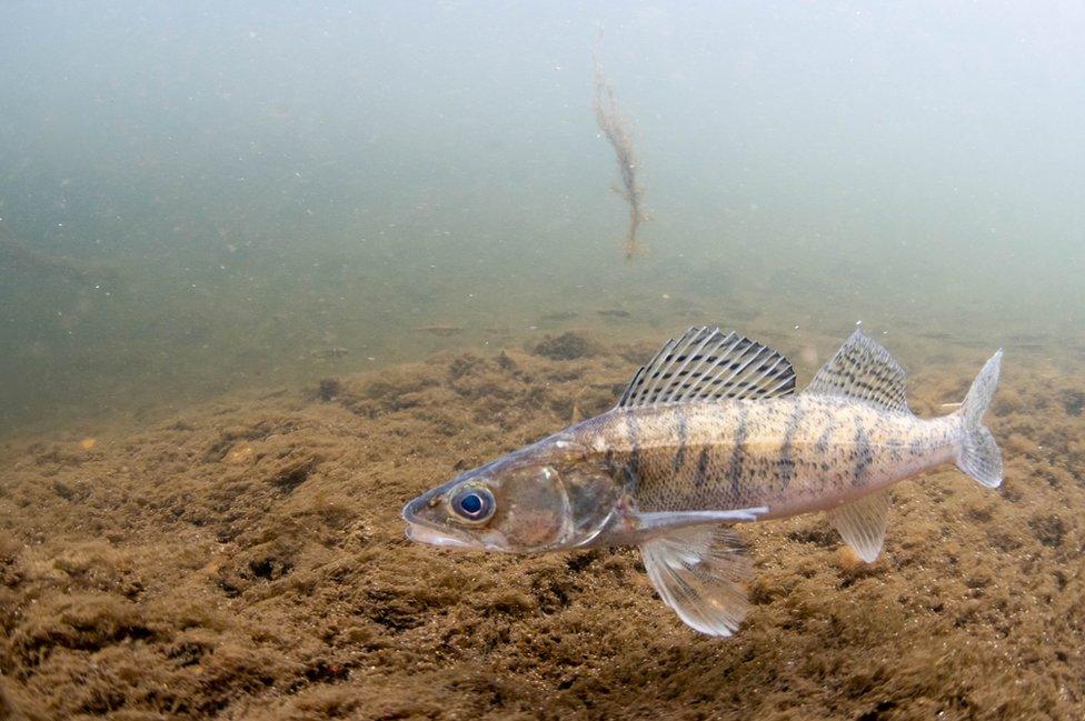 A zander in the River Trent.