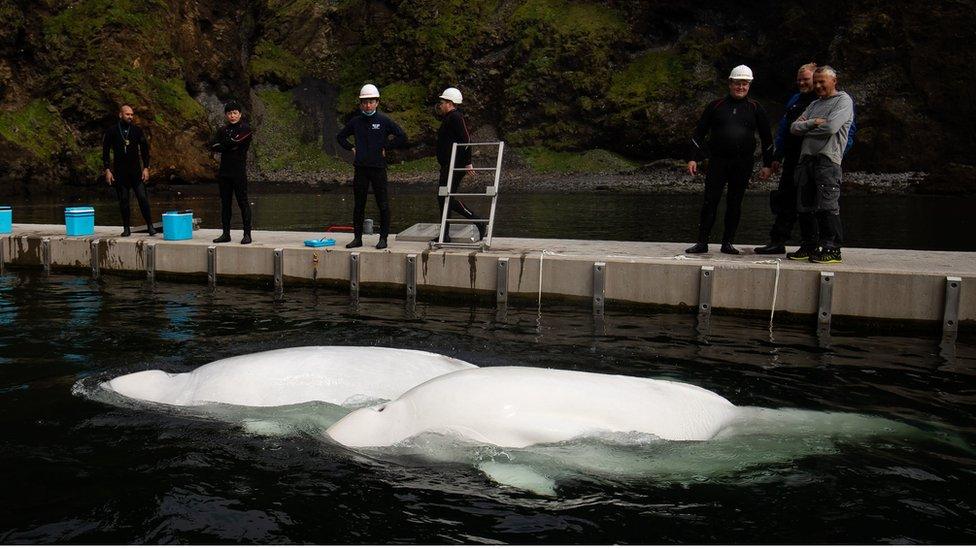 Beluga Whales Little Grey and Little White swimming in the bayside care pool where they were acclimatised to the natural environment of their new home