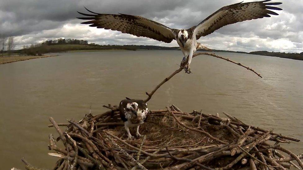 Bird coming into land with a stick for the nest