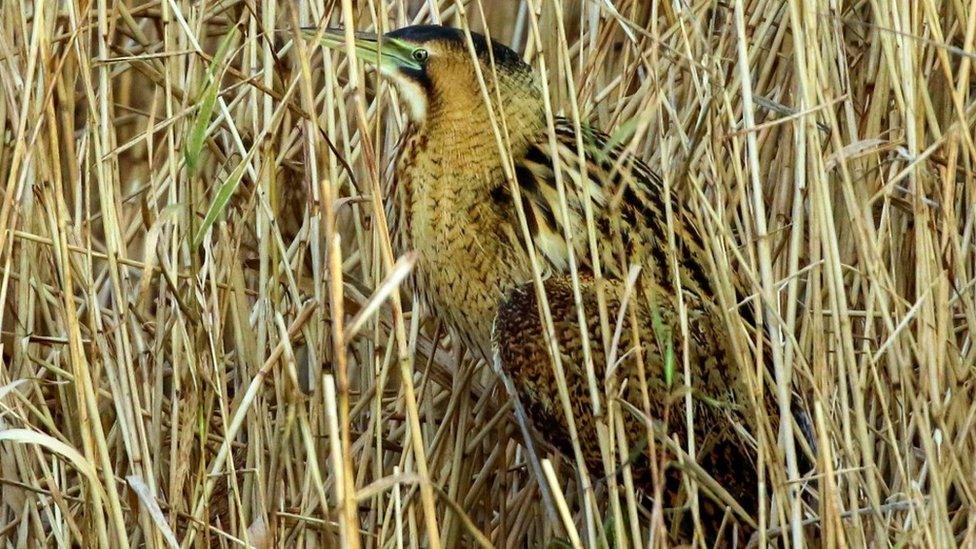 Bittern