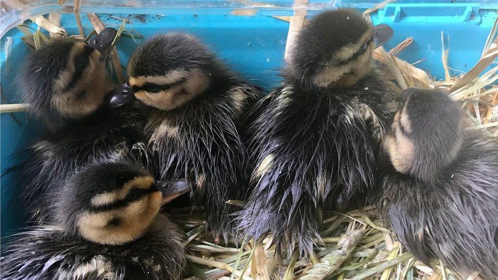 five rescued ducklings