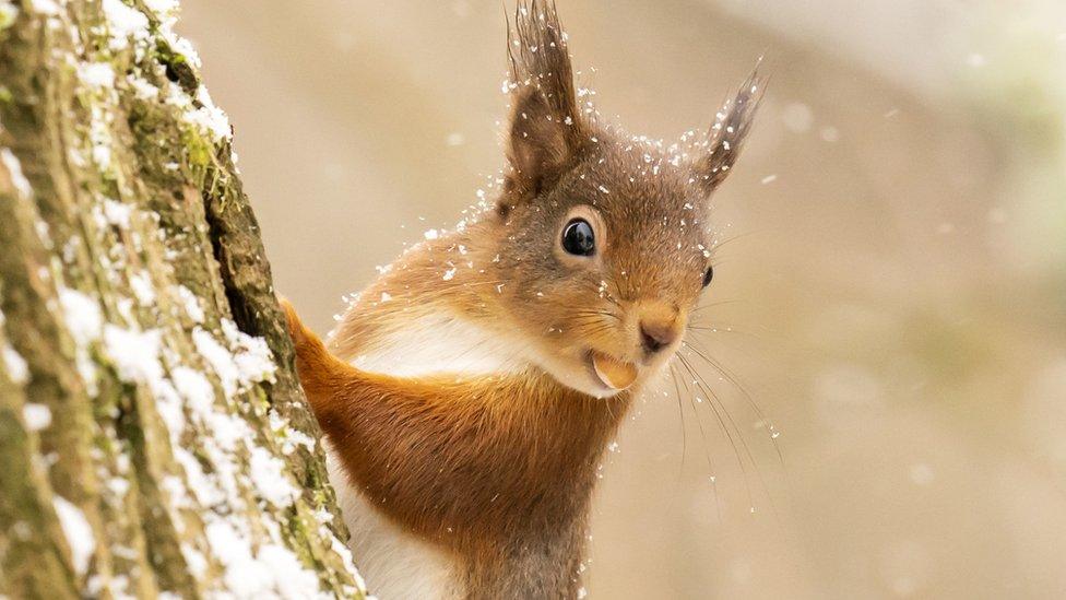 Red-squirrel