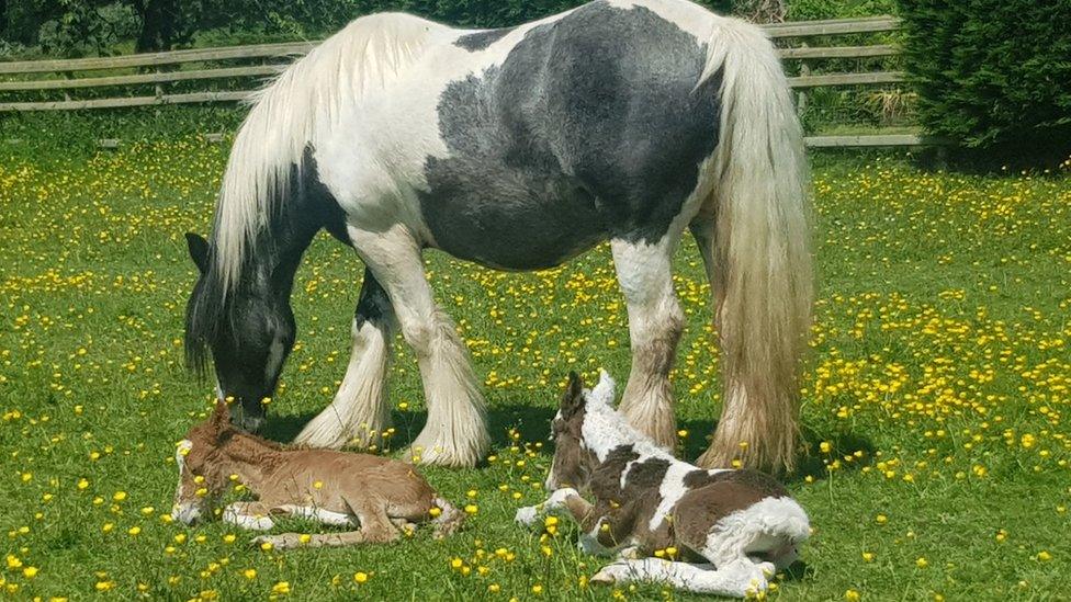 Image of the mother called Blue with her two foals named Harry and Meghan