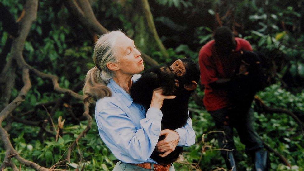 jane-goodall.