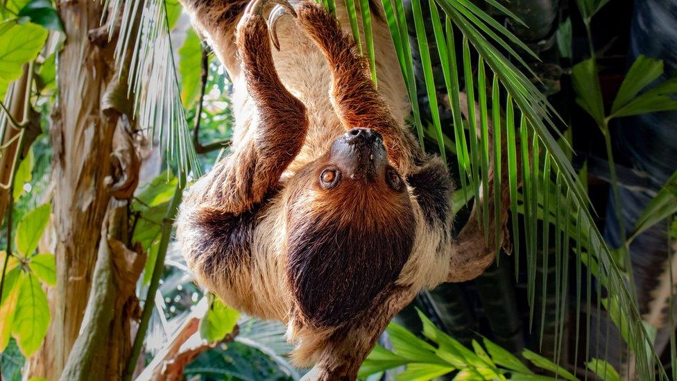 Santos the Linné's two-toed sloth