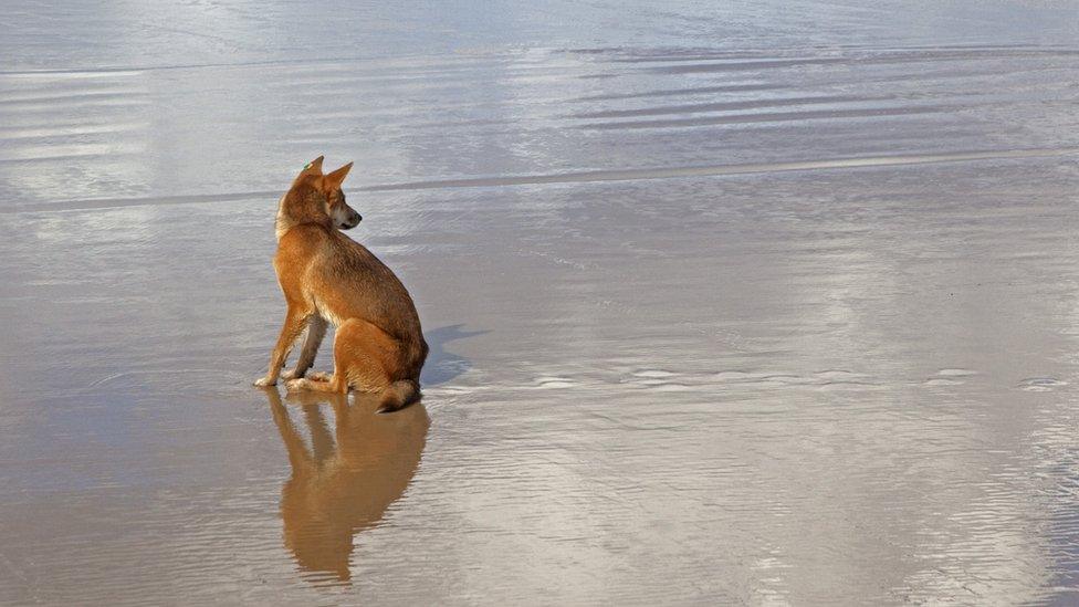 Dingo on Fraser Island