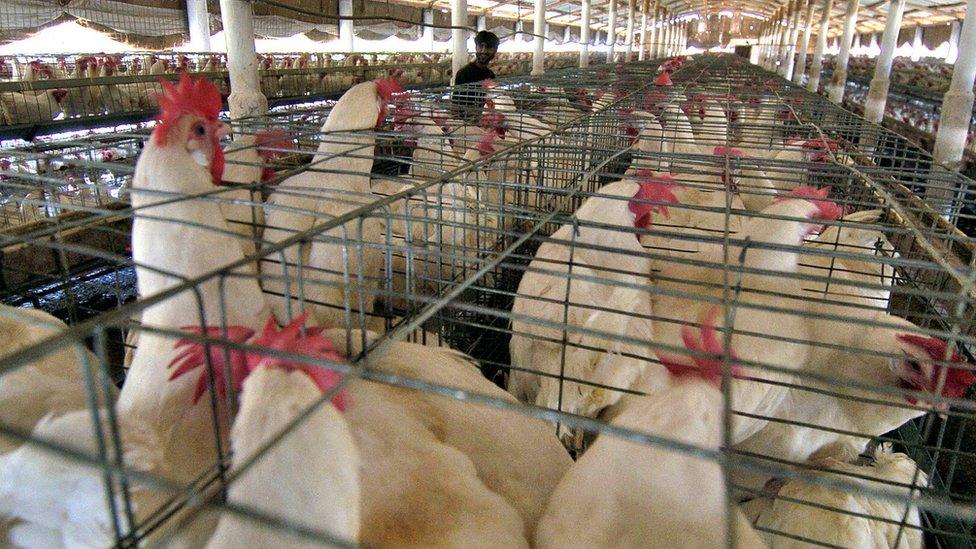 Chicken farm