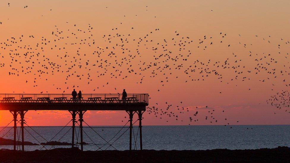 Drudwy ar eu ffordd yn ôl i noswylio ar y pier yn Aberystwyth