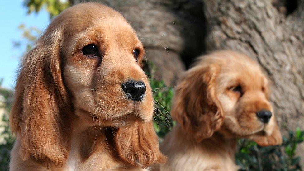 Cocker spaniel puppies