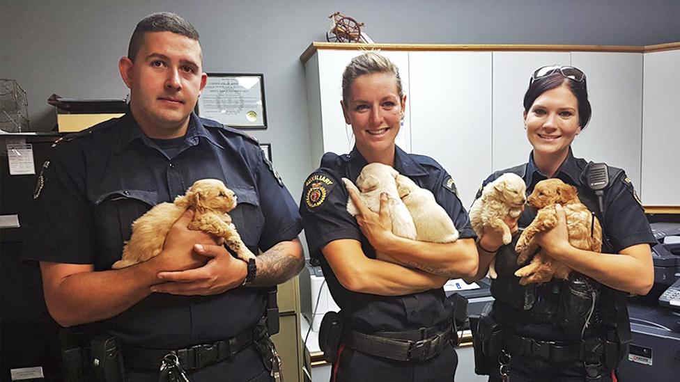 Three police officers holding five puppies