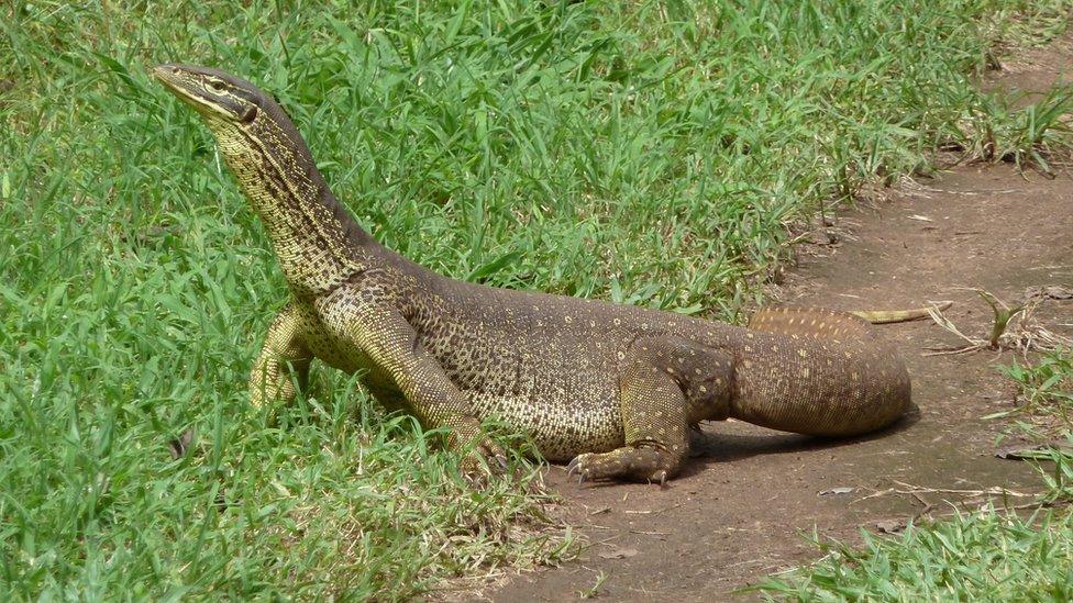 A monitor lizard stands on grass