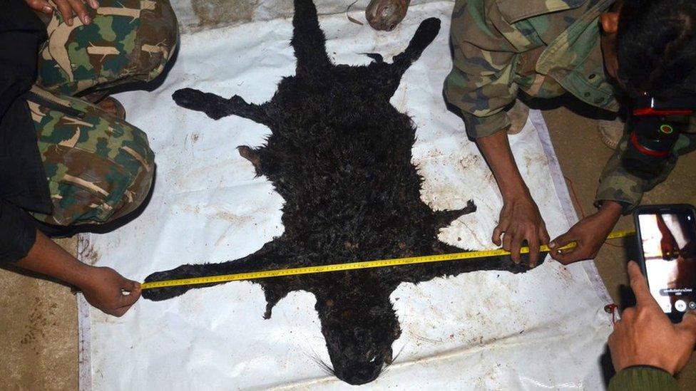 A handout photo made available by the Department of National Parks, Wildlife and Plant Conservation (DNP) shows a black panther skin seized by Thai park rangers after the arrest of a Thai construction tycoon allegedly hunting wildlife at the World Heritage Thungyai Naresuan Wildlife Sanctuary in Kanchanaburi province