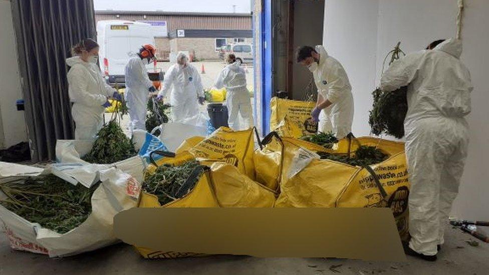 Essex Police find a cannabis factory at an industrial premises in Moss Road, Witham, Essex