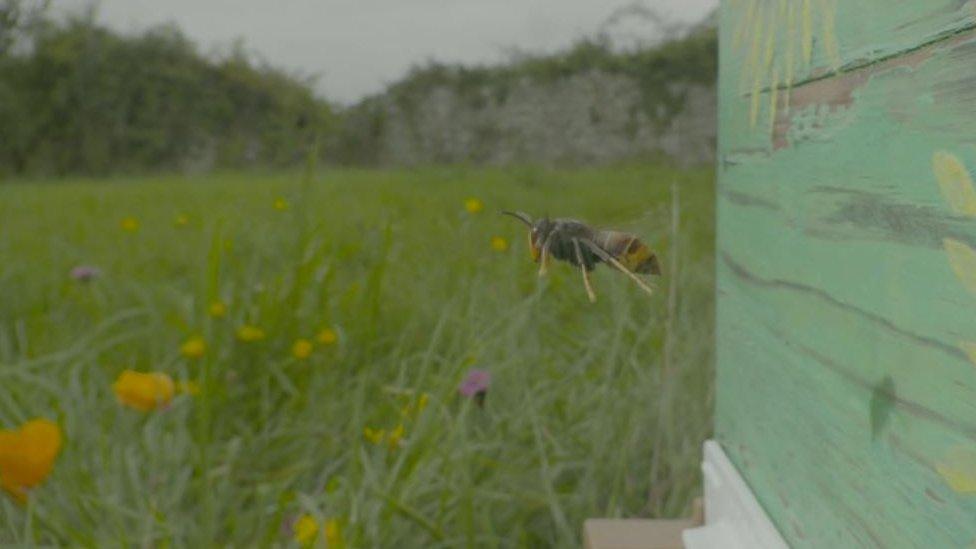 Asian Hornet