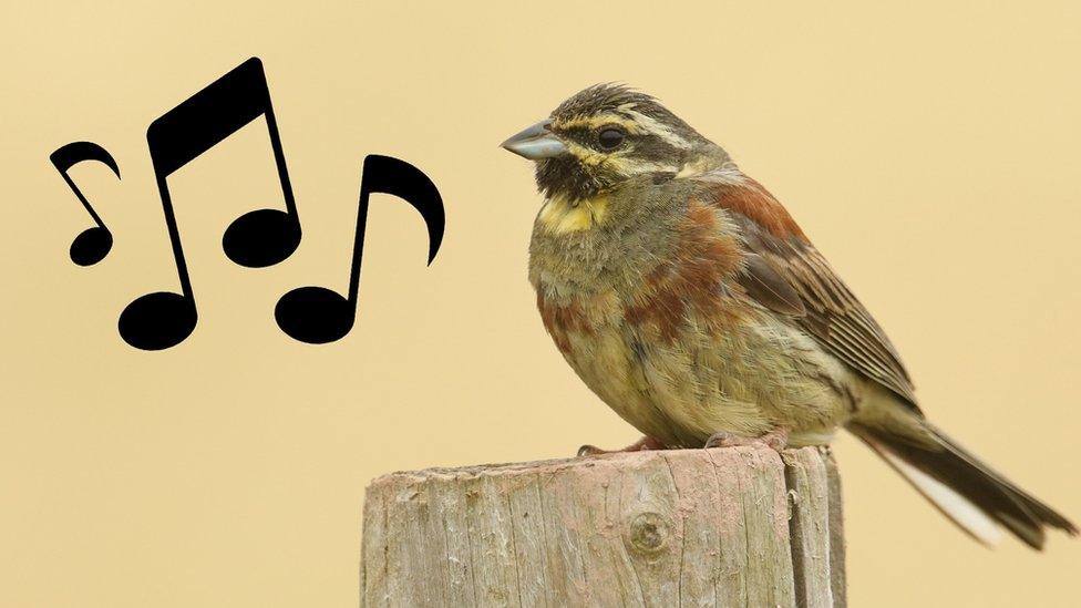 Cirl bunting with music notes in the background