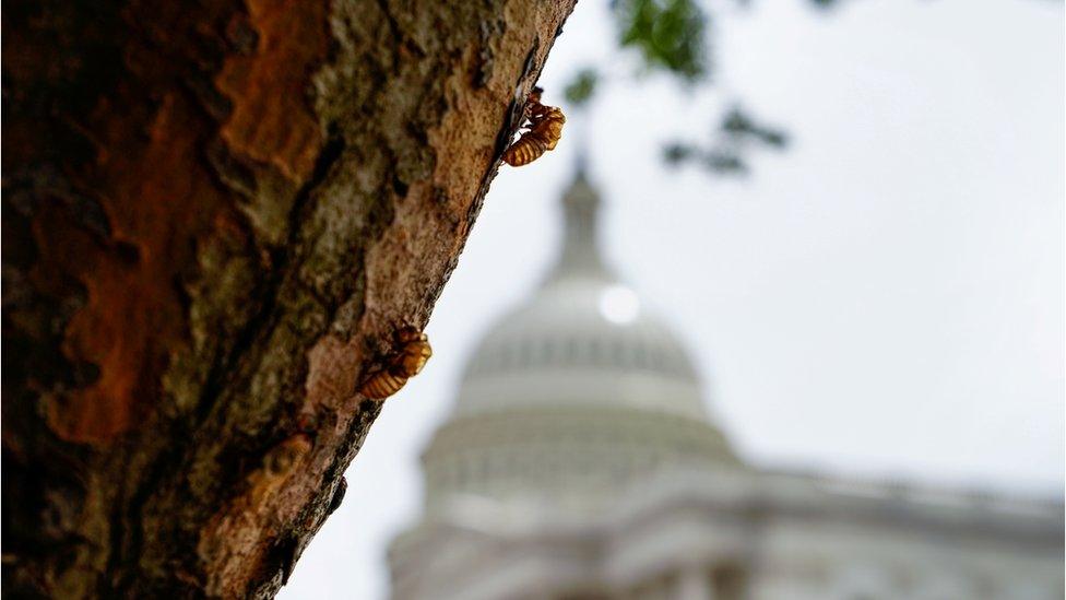 Cicada husks stuck to a tree