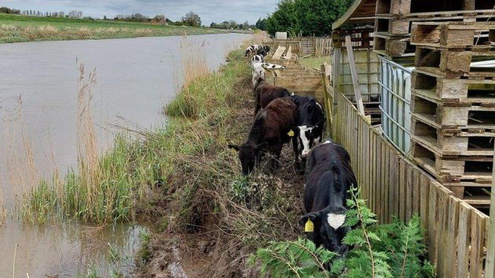 Calves in a field