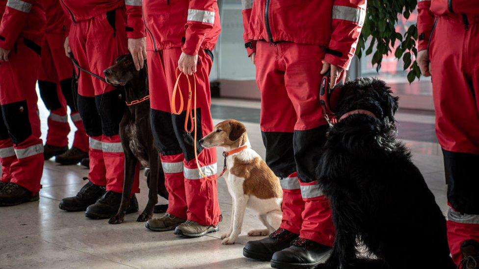 Dogs sit next to specialised USAR staff at the airport