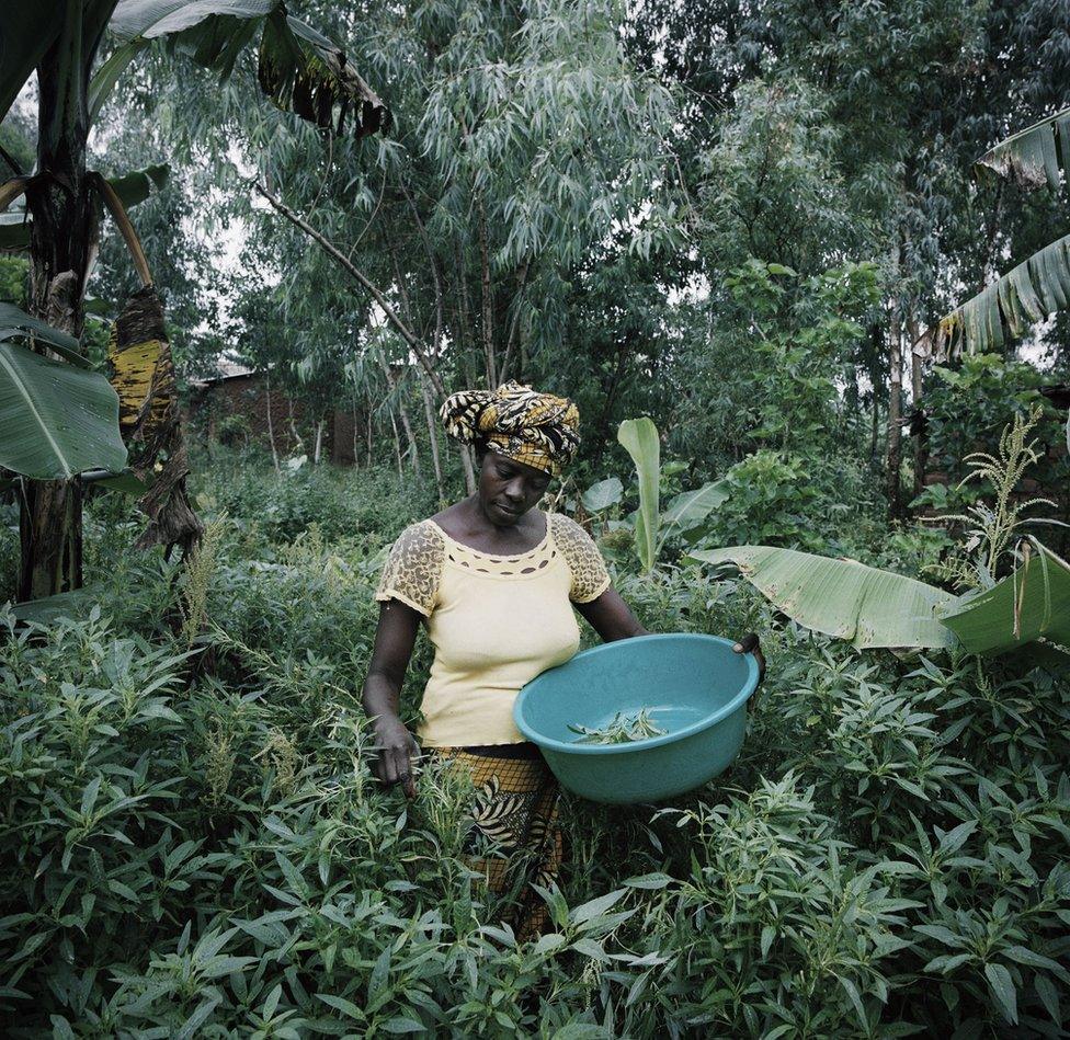 A woman picks plants.