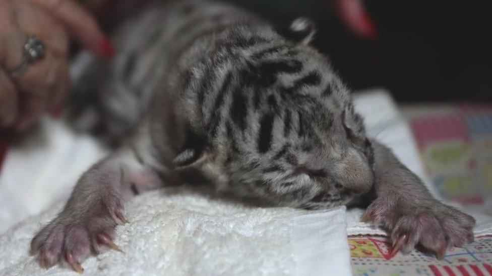 A young female white Bengal tiger (Panthera Tigris), named "Nieves", at the National Zoo, in Managua, Nicaragua, 05 January 2021