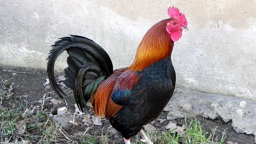 Cockerel