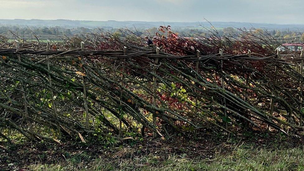 A hedge from the competition