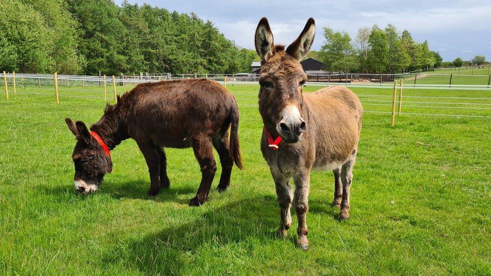 Donkeys in Leeds