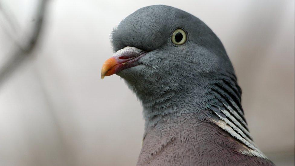 Pigeon