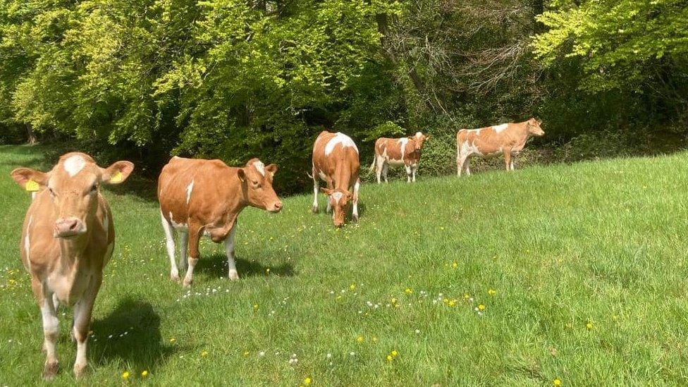 Cows in a field