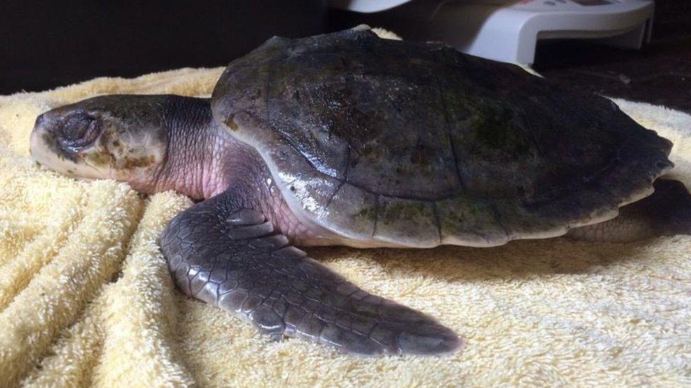 A kemp's ridley turtle