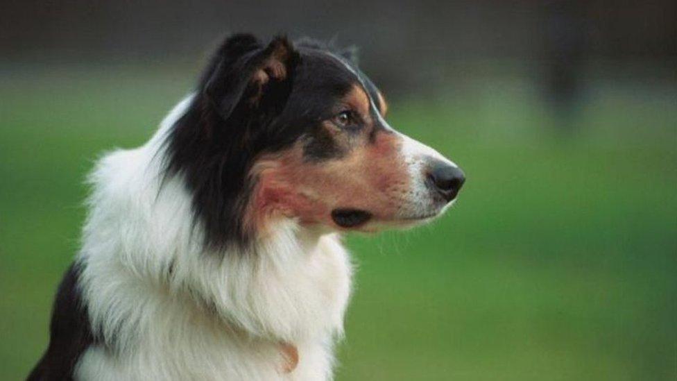 A library picture of a dog