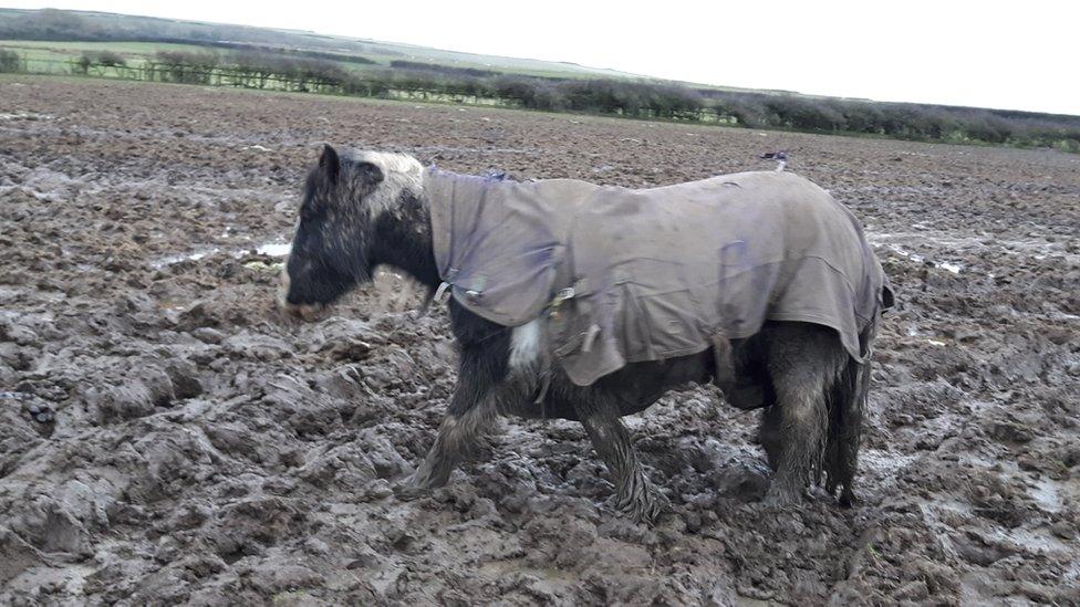 horse in mud