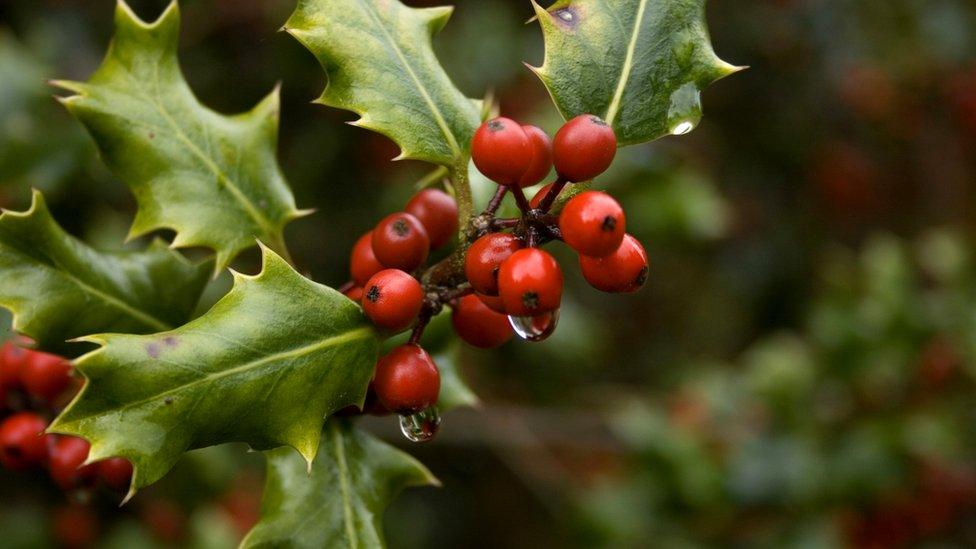 Holly with berries