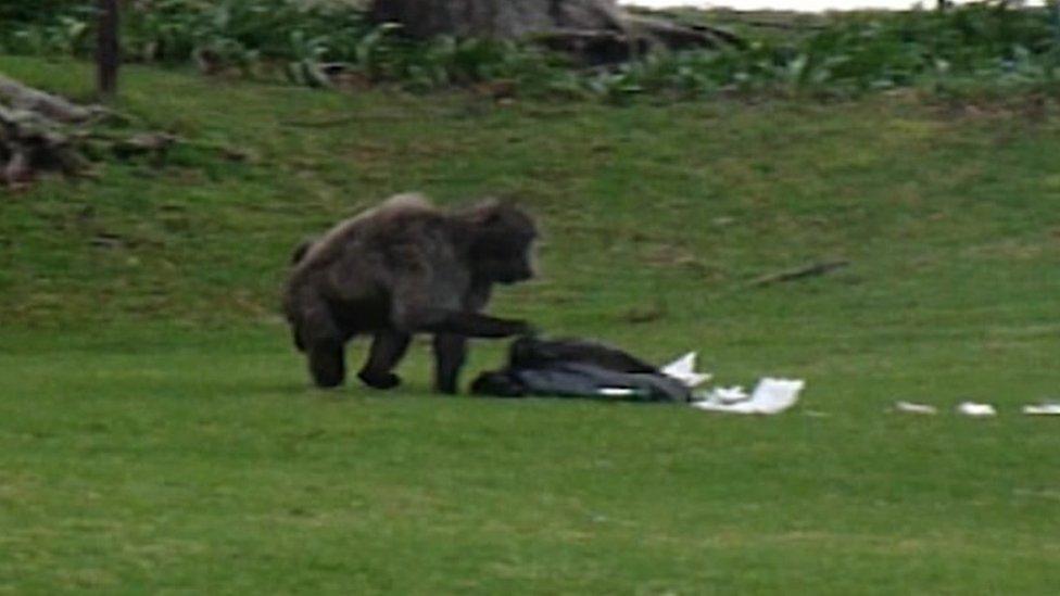 Baboon snatches a Cape Town refuse sack