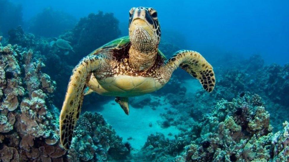 green-turtle.