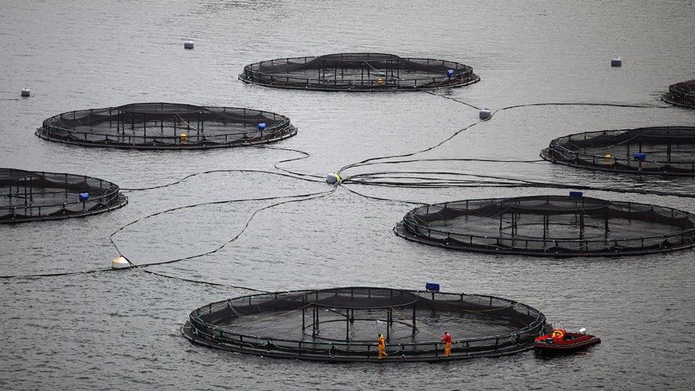 Salmon fish farm