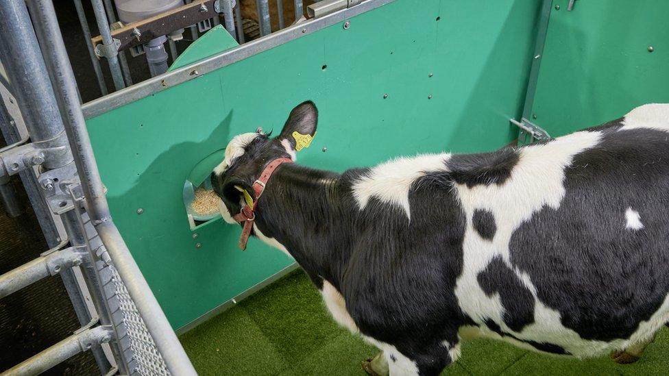 A cow is fed with a reward after using the toilet