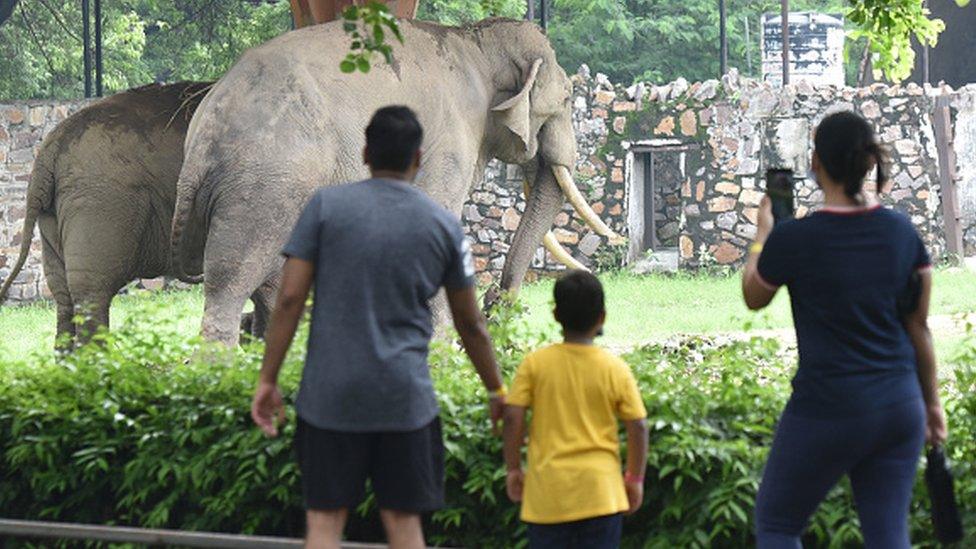 People look elephants at Delhi Zoo on the first day of its reopening, on August 1, 2021 in New Delhi, India. The Delhi zoo was reopened to the public on Sunday, three and a half months after it was temporarily shut due to a surge in coronavirus cases during the second wave.