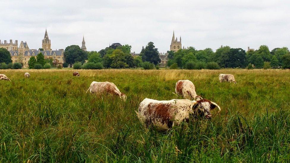 English Longhorn cows on Christ Church Meadow