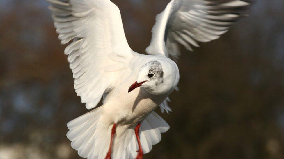 seagull in flight