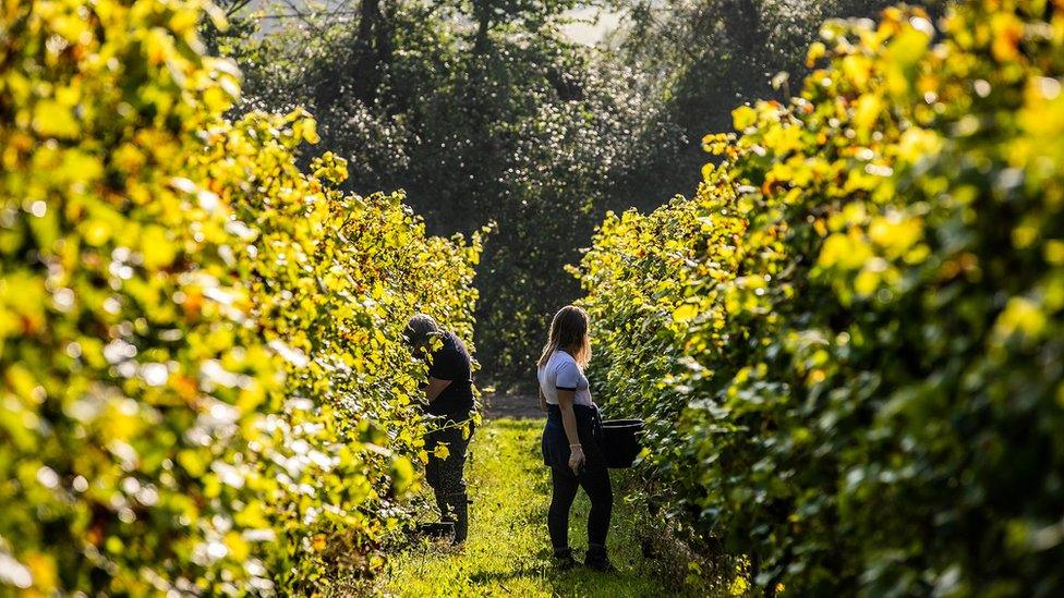 Hambledon Vineyard