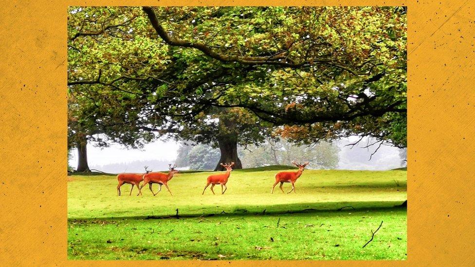 Deer in a park