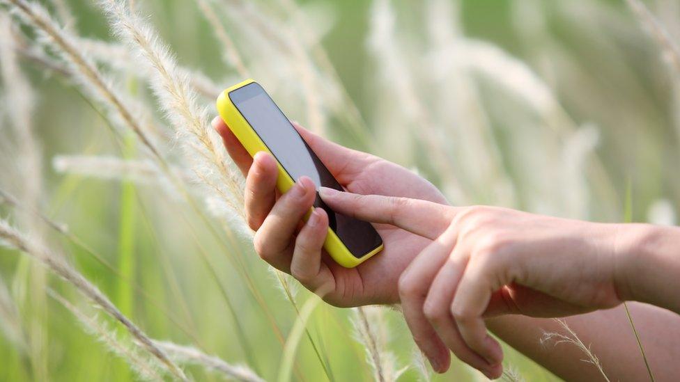 mobile phone in cornfield