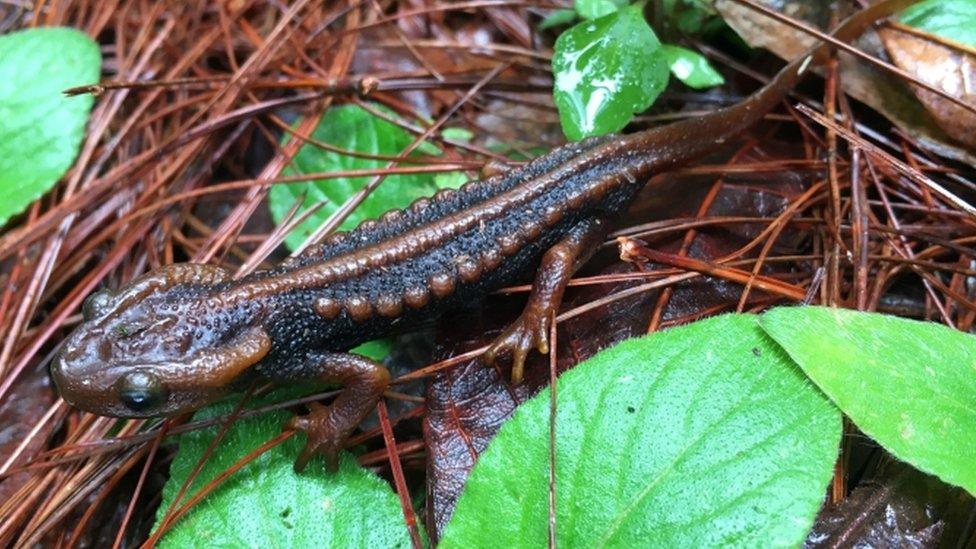 newt from Thailand with a racing stripe