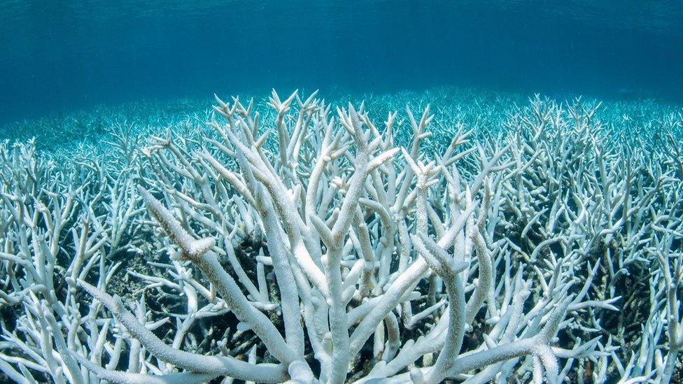bleached-coral-reef.