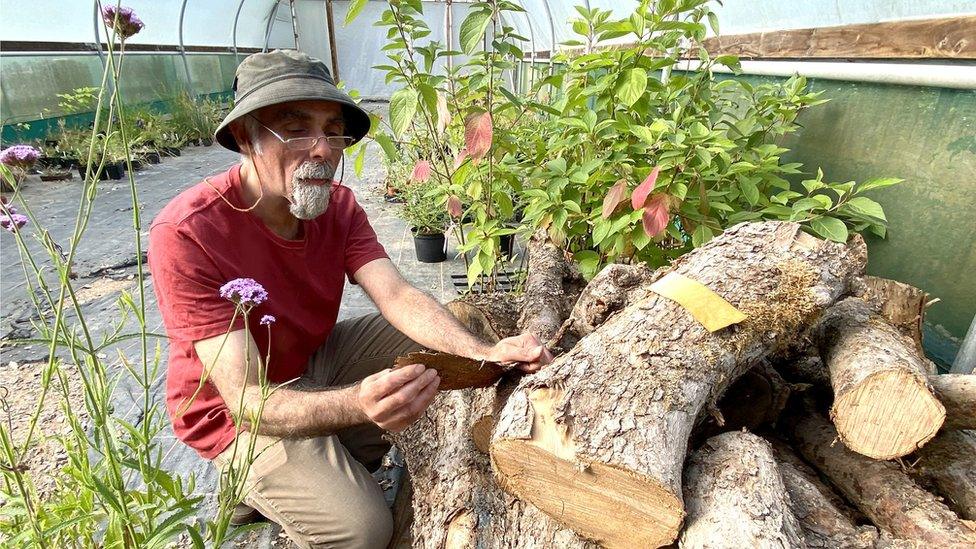 A bearded Nabil Ali with a fallen tree