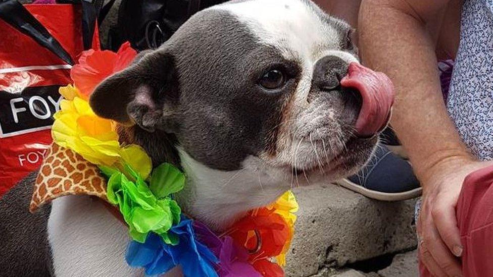 Dog wearing Pride rainbow collar