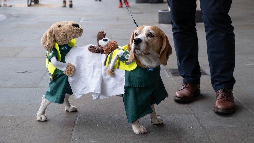 dog-fancy-dress.